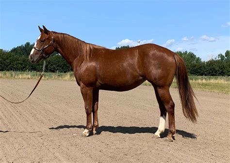 Summary Breed: Australian <b>Pony</b> Height: 11. . Broken pony for sale